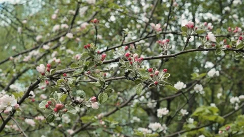 Flowering apple tree branches are shown in a natural setting during the spring Stock Footage 339095991