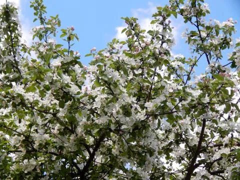 Flowering apple tree branches close-up Stock Photos