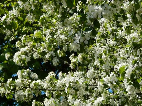 Flowering apple tree branches close-up Stock Photos
