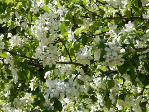 Flowering apple tree branches close-up Stock Photos