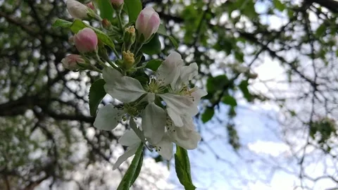 Flowering Apple Tree Branches In The Garden. Video stock 154900422