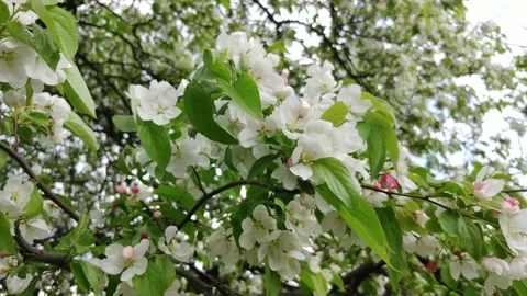 Flowering Apple Tree Branches In The Garden. Stockbeeldmateriaal 154900430