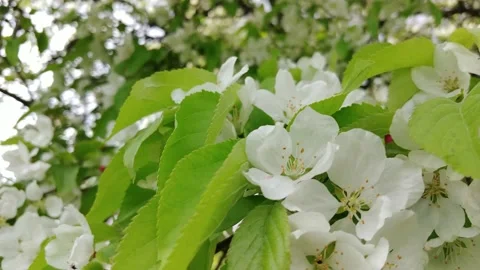 Flowering Apple Tree Branches In The Garden. Stock Footage 154900431
