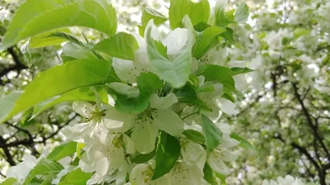 Flowering Apple Tree Branches In The Garden. Stock Footage 154900446