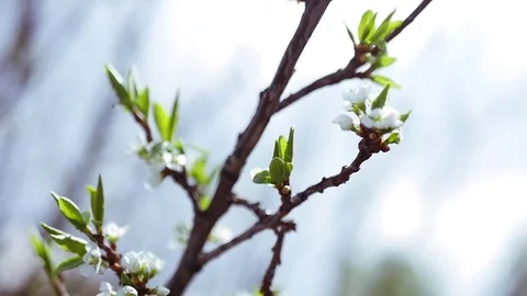 Flowering apple tree branches with white flowers close-up. Slow motion full hd Video stock 76215131