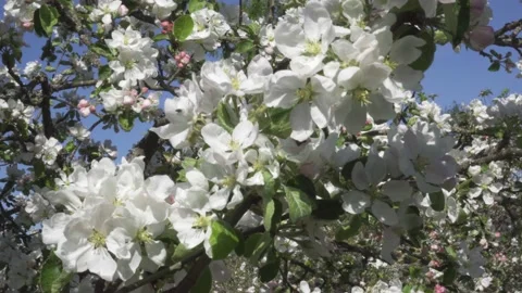 Flowering apple tree branches with white flowers and bees. Stock-Footage 133003888
