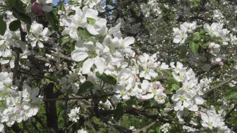 Flowering apple tree branches with white flowers and bees. Stock Footage 133004130