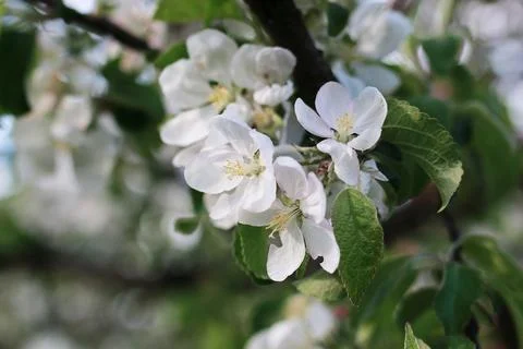 Flowering apple tree with bright white flowers Stock Photos
