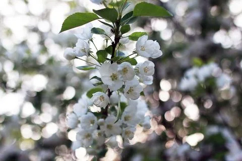 Flowering apple tree with bright white flowers Foto stock