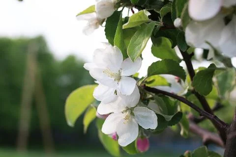 Flowering apple tree with bright white flowers Foto stock