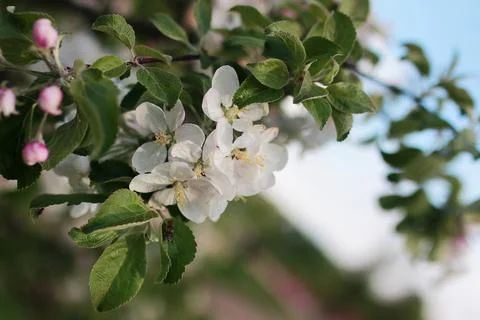 Flowering apple tree with bright white flowers Stock Photos