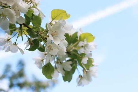 Flowering apple tree with bright white flowers Foto stock