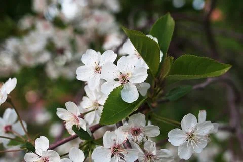 Flowering apple tree with bright white flowers Foto stock