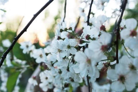 Flowering apple tree with bright white flowers Foto stock