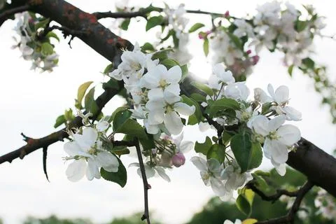 Flowering apple tree with bright white flowers Foto stock