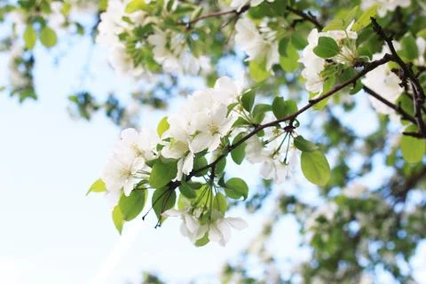 Flowering apple tree with bright white flowers Foto stock
