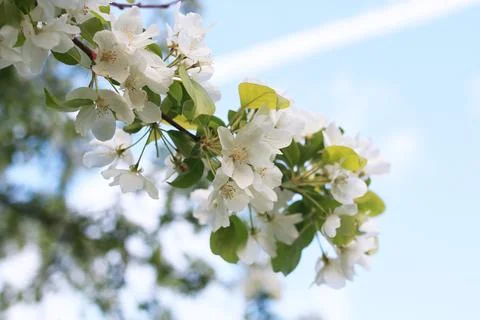 Flowering apple tree with bright white flowers Foto stock