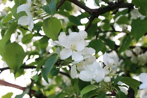Flowering apple tree with bright white flowers Foto stock