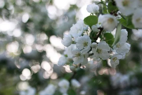 Flowering apple tree with bright white flowers Foto stock