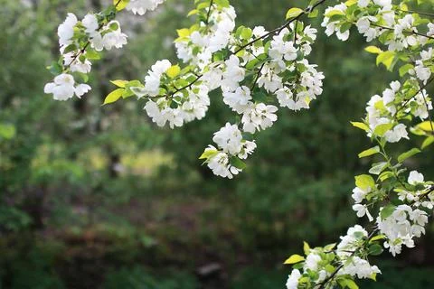 Flowering apple tree with bright white flowers Stock Photos