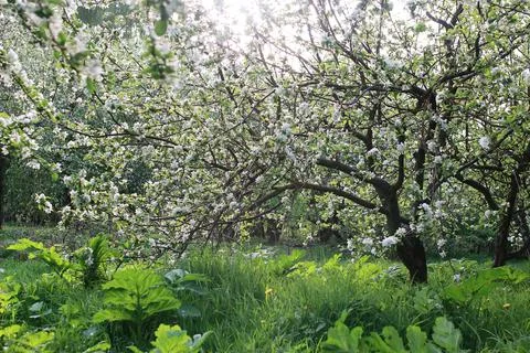 Flowering apple tree with bright white flowers Foto stock