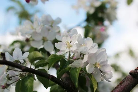 Flowering apple tree with bright white flowers Stock Photos