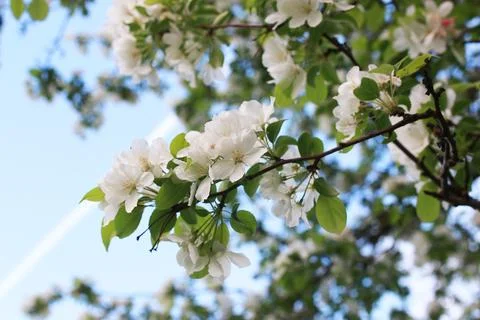 Flowering apple tree with bright white flowers Foto stock