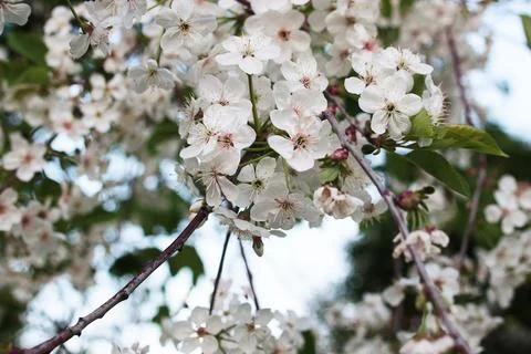 Flowering apple tree with bright white flowers Foto stock