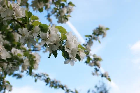 Flowering apple tree with bright white flowers Foto stock