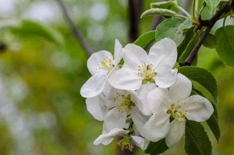 Flowering apple tree closeup Foto stock