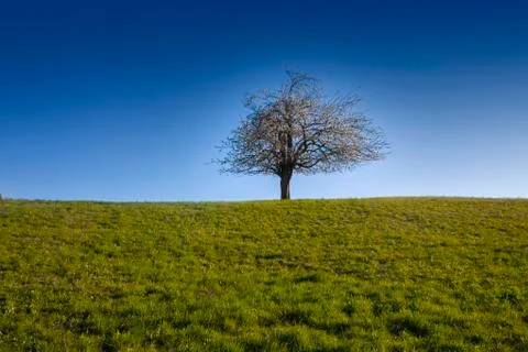 Flowering Apple Tree on the Edge Stock Photos