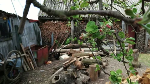 Flowering apple tree at firewood background in village Video stock 113146713