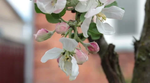 Flowering Apple Tree Stock-Footage 49995953