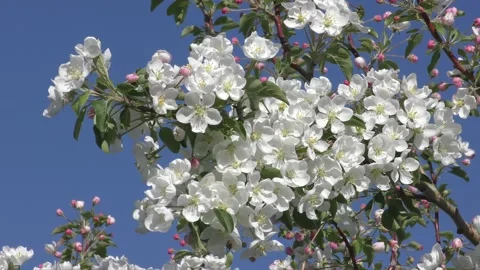 Flowering apple tree Stock Footage 131040672