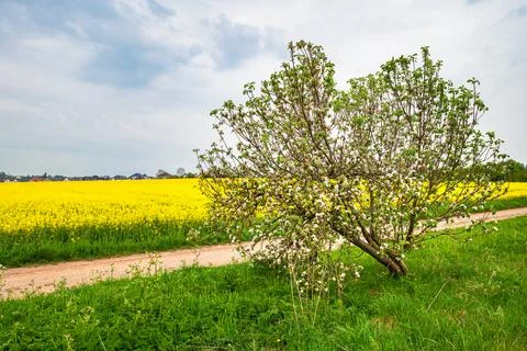 Flowering apple tree in front of a field of yellow rape seed Stock Photos