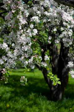 Flowering apple tree in the green garden Stock Photos