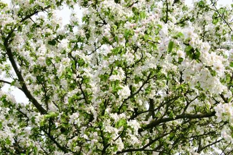 A flowering apple tree Stock Photos