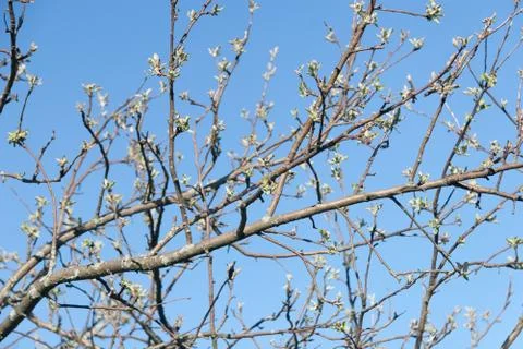 Flowering Apple Tree Stock Photos