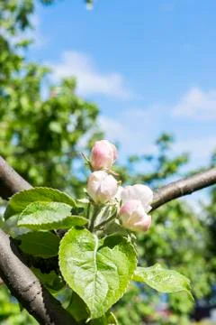 Flowering apple tree 스톡 사진
