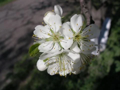 Flowering apple tree 库存照片