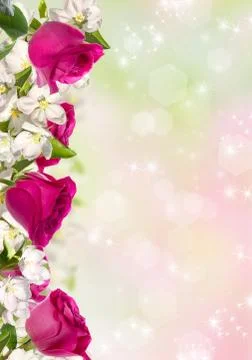 Flowering apple tree Stock Photos