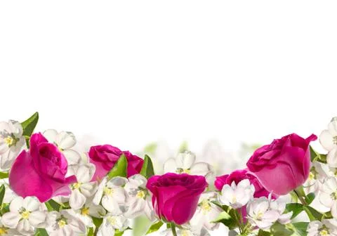 Flowering apple tree Stock Photos