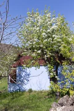 Flowering of the apple tree. Stock Photos