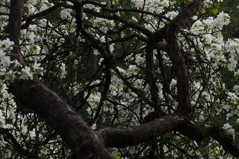 Flowering Apple tree Stock Photos