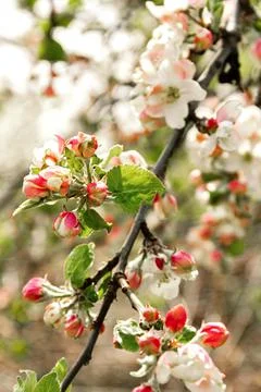 Flowering apple tree Stock Photos