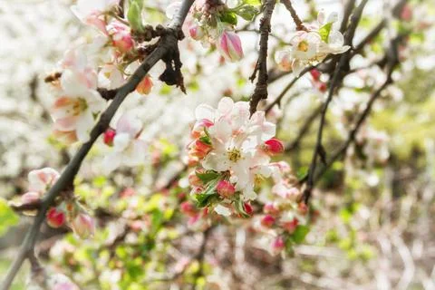 Flowering apple tree Stock Photos