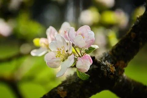 Flowering apple tree Stock Photos