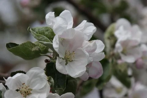 Flowering apple tree. Stock Photos