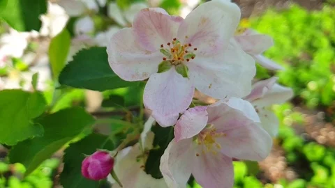 Flowering apple tree, slow motion Stock Footage 113268533