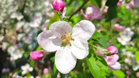 Flowering apple tree, slow motion Stock Footage 113268711